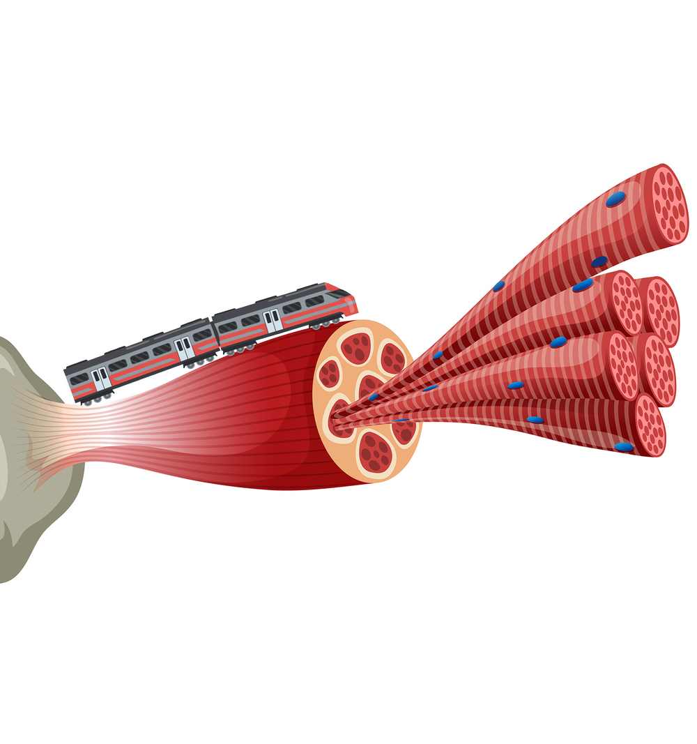 Schéma anatomických vlaků na lidském těle