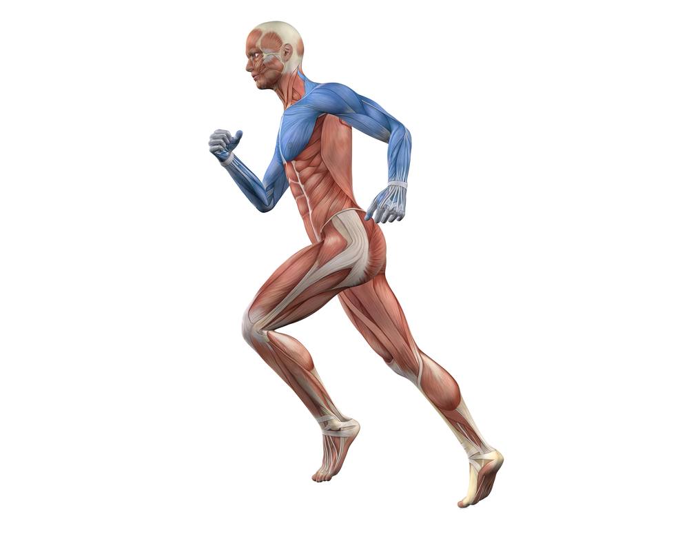 Čtyři myofasciální linie paže podle Anatomy Trains na postavě v běhu
