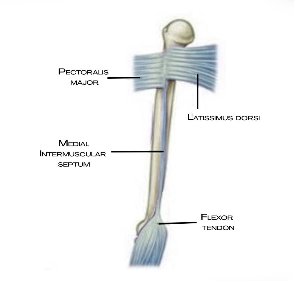 Latissimus dorsi a pectoralis major jako začátek povrchové přední linie paže