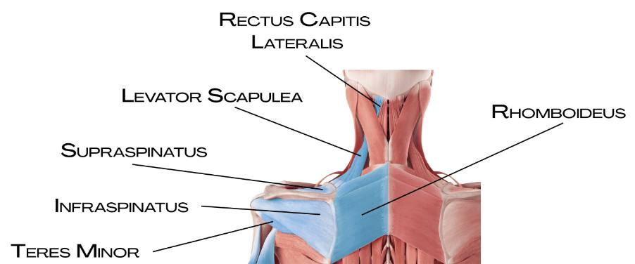 Svaly šíje a lopatky: levator scapulae, supraspinatus, infraspinatus, teres minor a rhomboideus