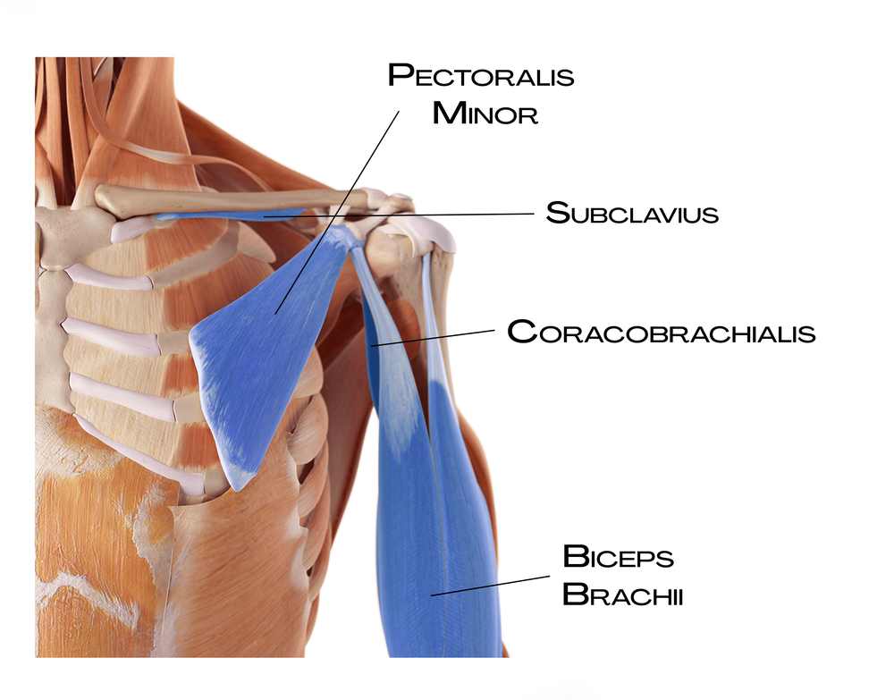 Hluboká přední linie paže: coracobrachialis, pectoralis minor, biceps brachii a subclavius