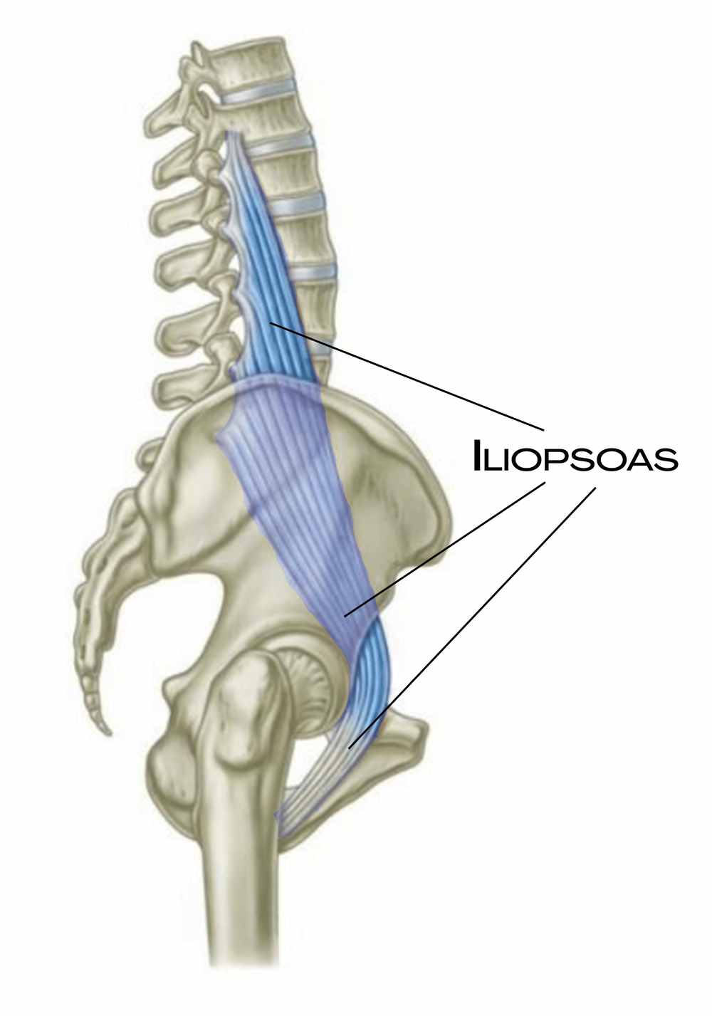 Iliopsoas, klíčový sval hluboké přední linie