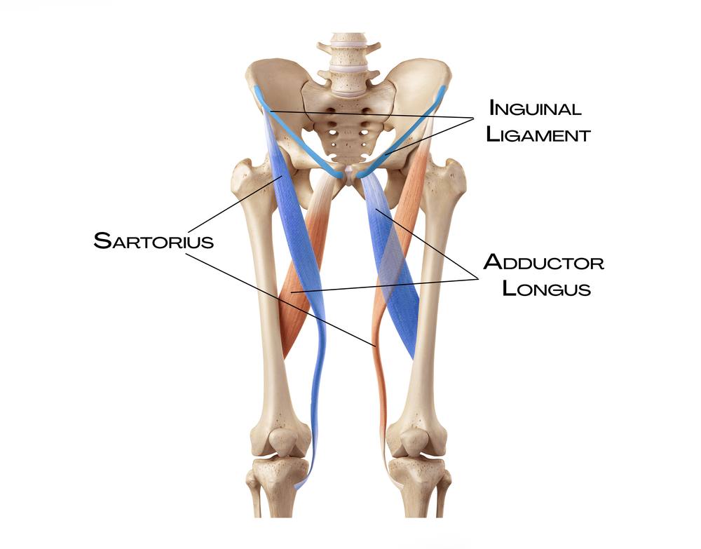 Adductor longus, sartorius a vazivové spojení v hluboké přední linii
