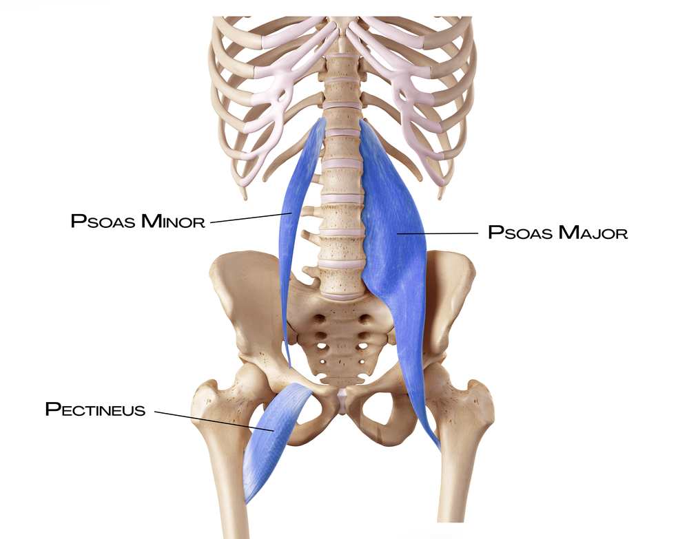 Psoas a pectineus v hluboké přední linii