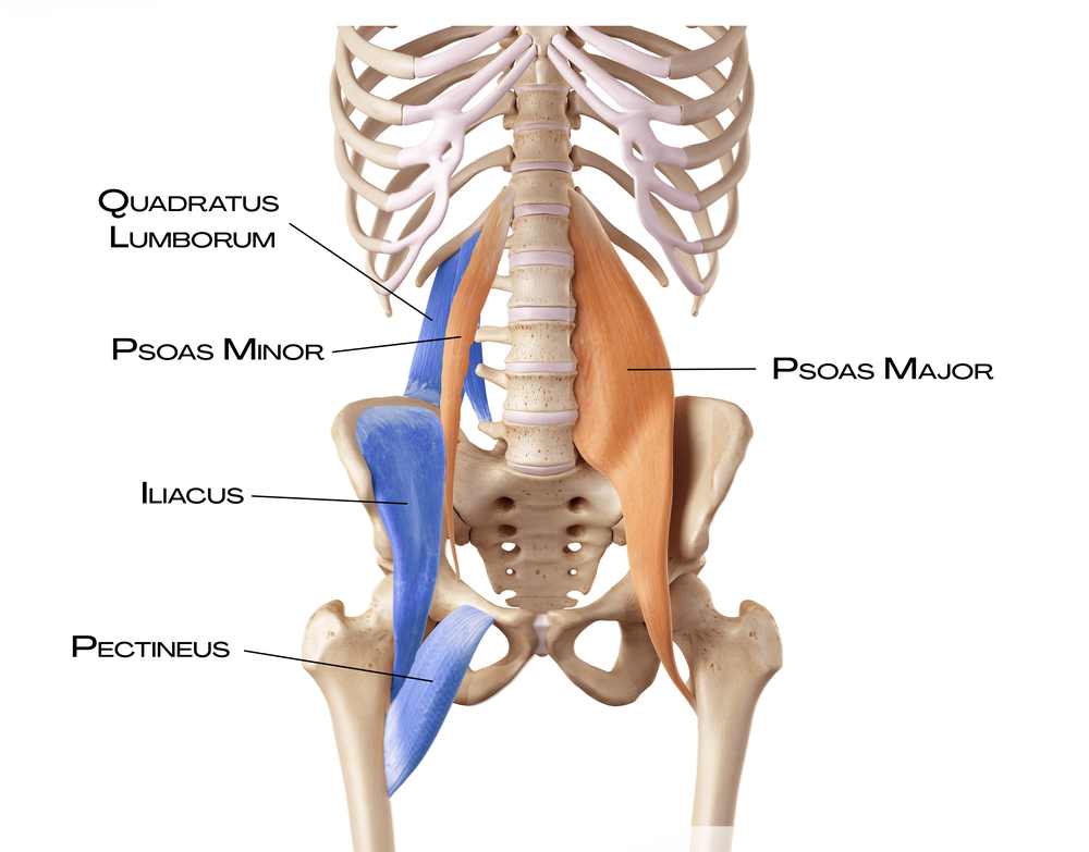 Quadratus lumborum, iliacus a pectineus v hluboké přední linii