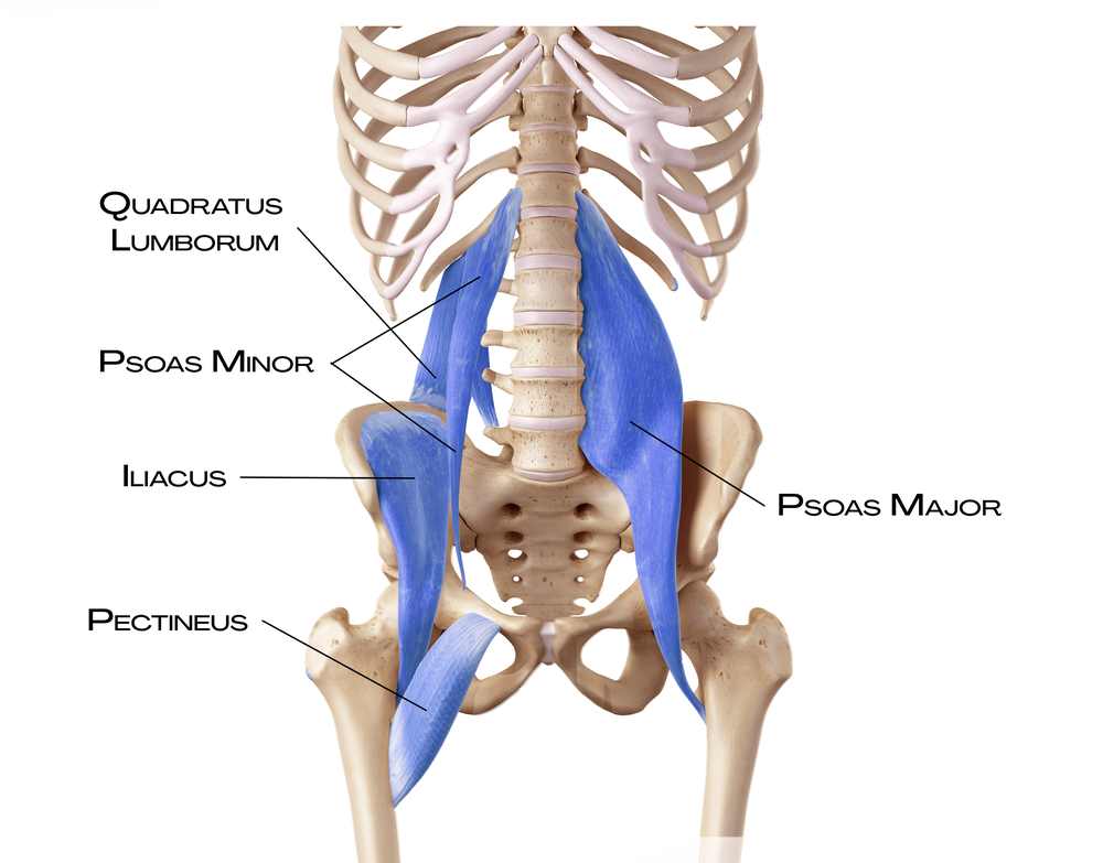 Psoas major a jeho průběh podél bederní páteře