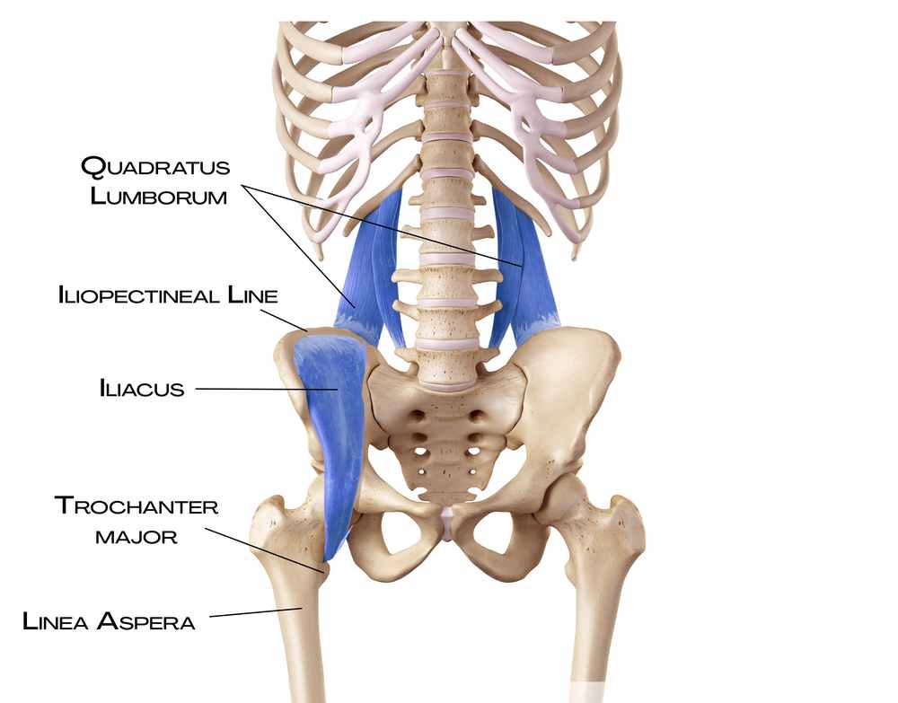 Quadratus lumborum a iliacus v hluboké přední linii