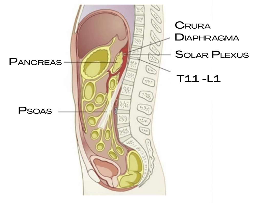 Sagitální řez trupem s bránicí, solar plexus a svalem psoas