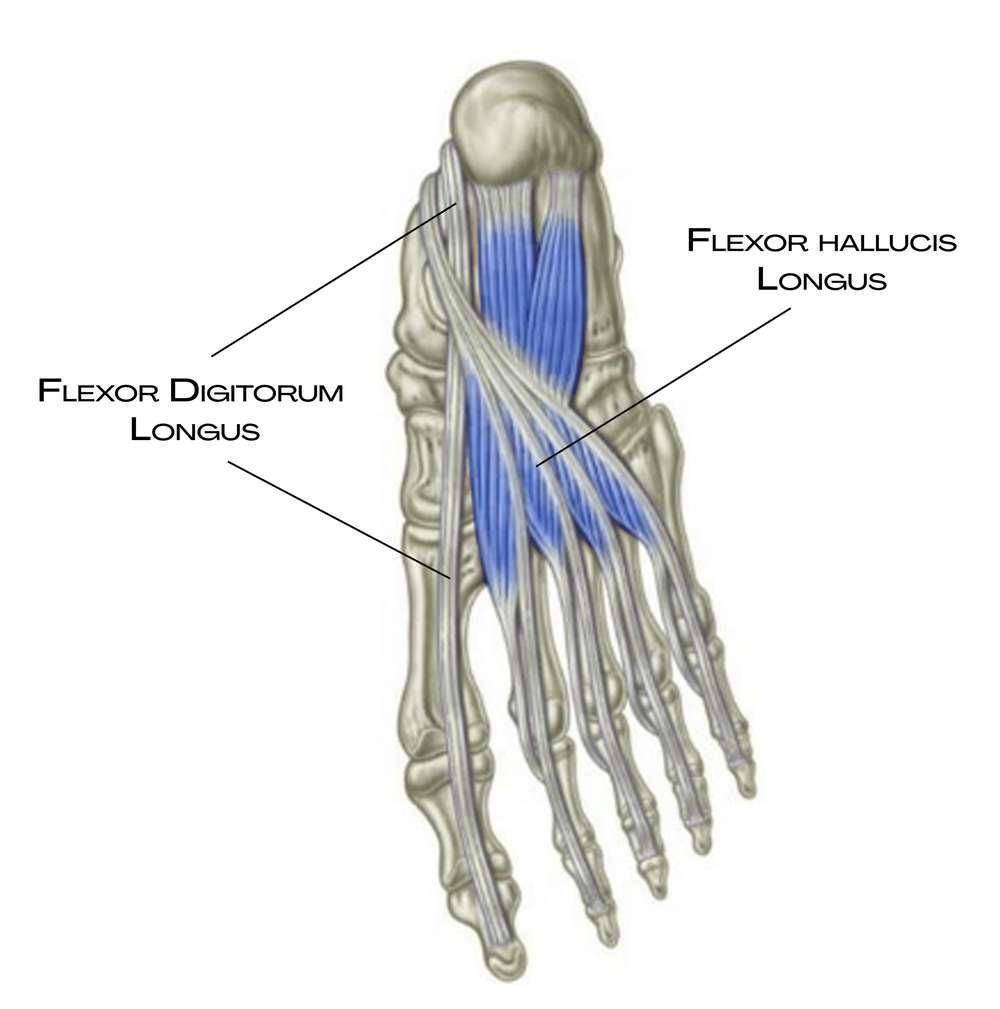 Flexor digitorum longus a flexor hallucis longus, začátek hluboké přední linie na chodidle