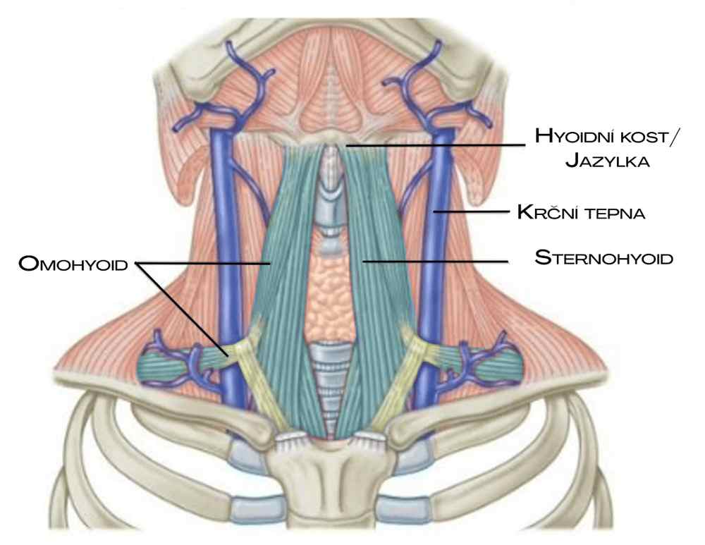 Podjazylkové svaly: omohyoid, sternohyoid a jazylka
