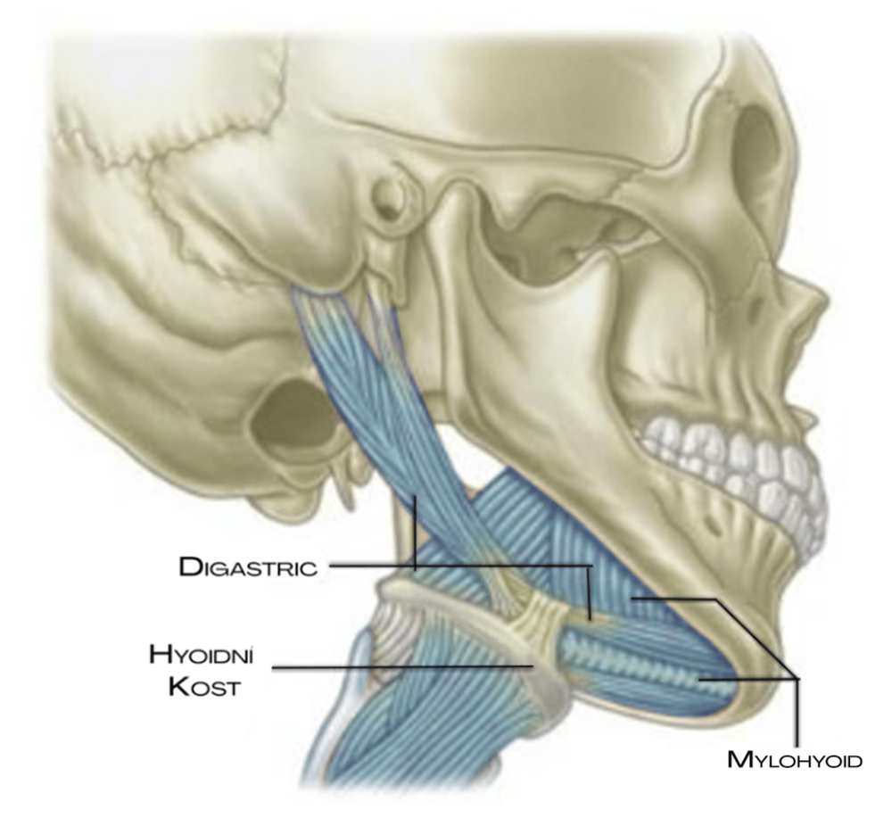 Svaly digastricus a mylohyoid mezi čelistí a jazylkou