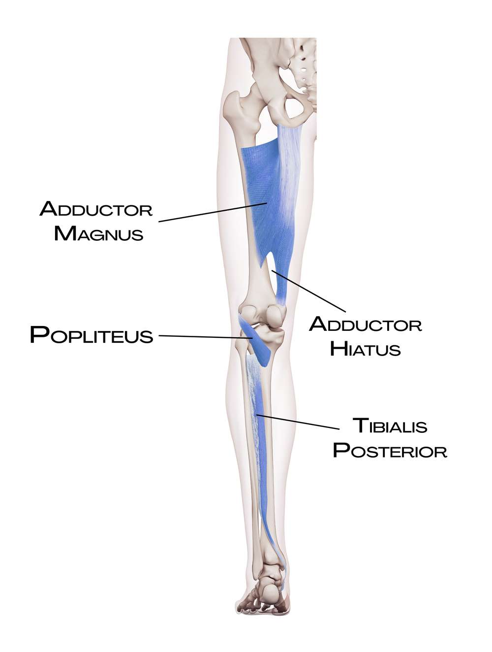 Adductor magnus, popliteus a tibialis posterior v hluboké přední linii