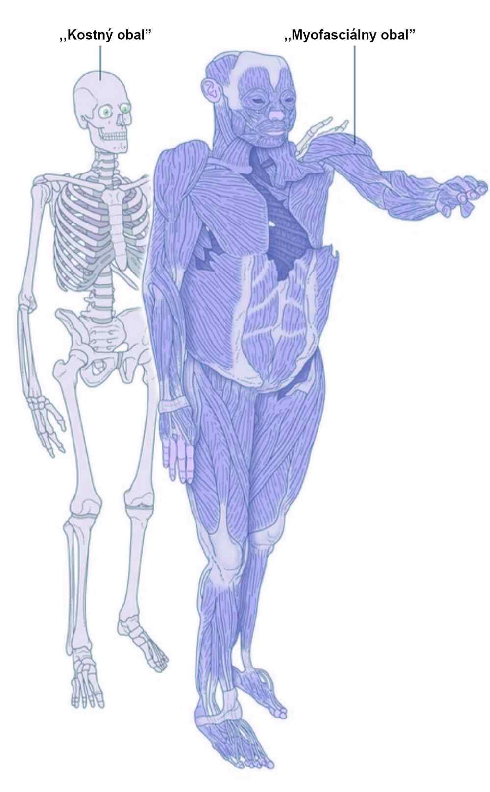 Srovnání kostry a myofasciálního obalu těla, popisky Kostný obal a Myofasciálny obal