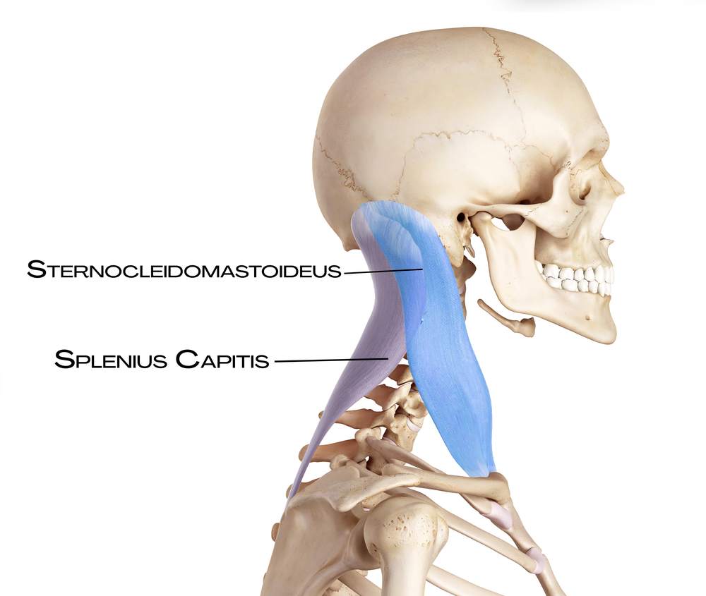 Sternocleidomastoideus a splenius capitis v boční linii krku
