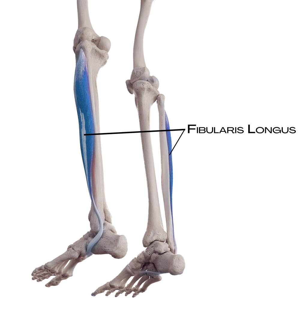 Fibularis longus na vnější straně bérce v boční linii