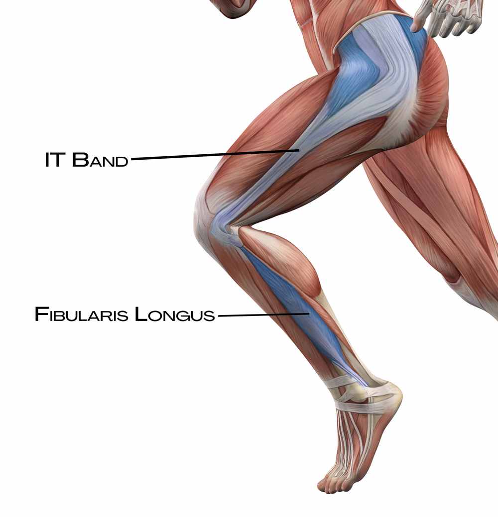 Fibularis longus a iliotibiální trakt v boční linii