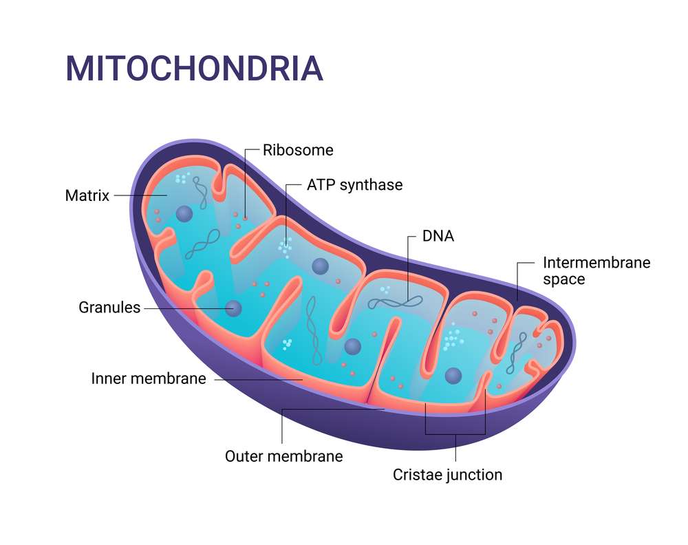 Mitochondrie uvnitř buňky