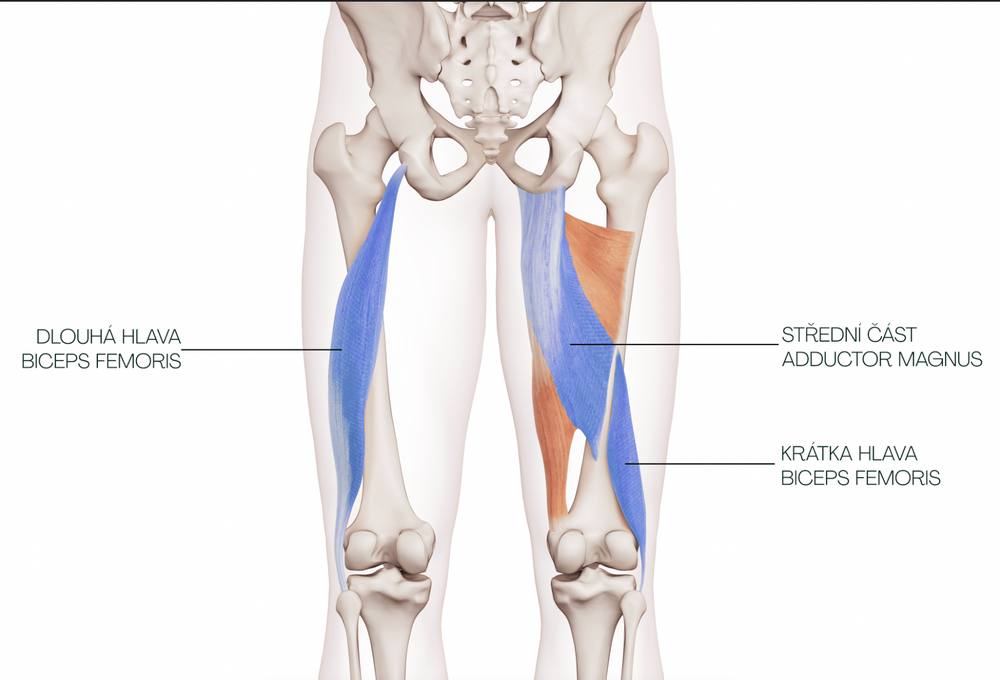 Zadní strana stehen se zvýrazněnou dlouhou a krátkou hlavou biceps femoris a adductor magnus