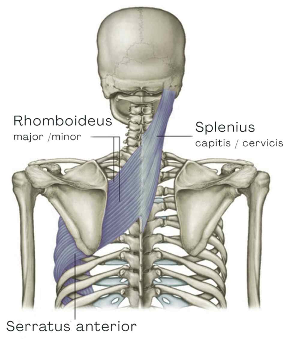 Rhomboideus, splenius a serratus anterior v oblasti lopatky