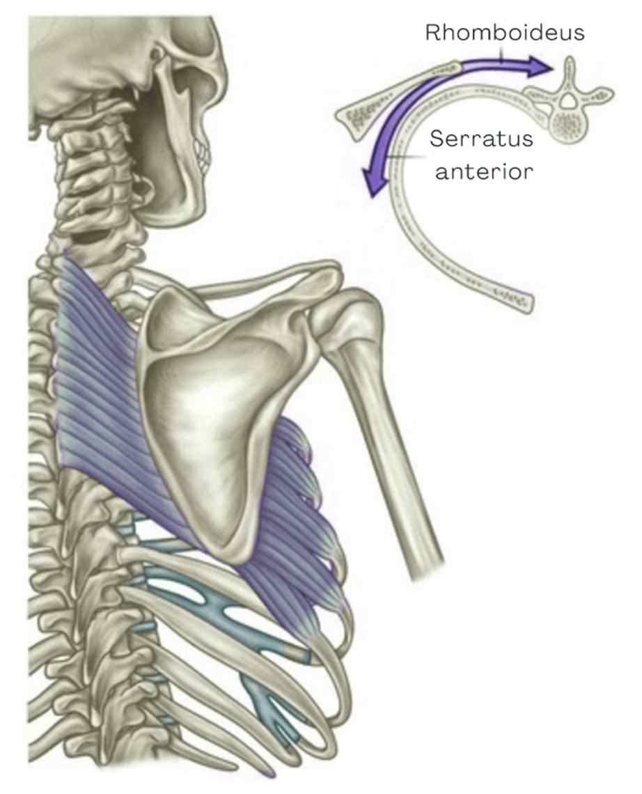 Propojení rhomboideu a serratus anterior kolem lopatky