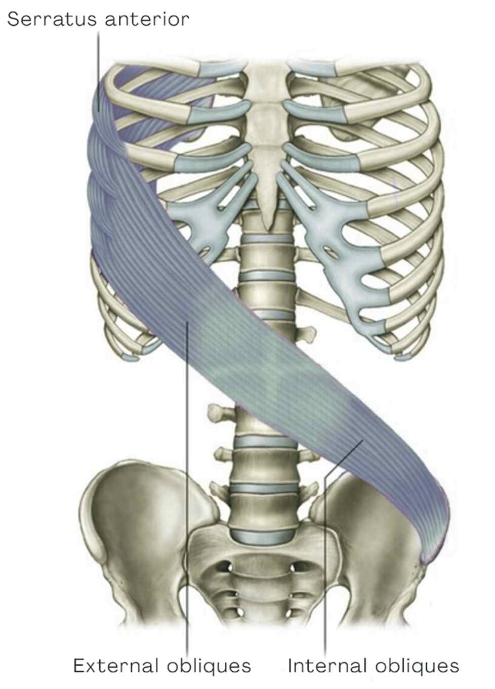 Diagonální spojení serratus anterior a šikmých břišních svalů