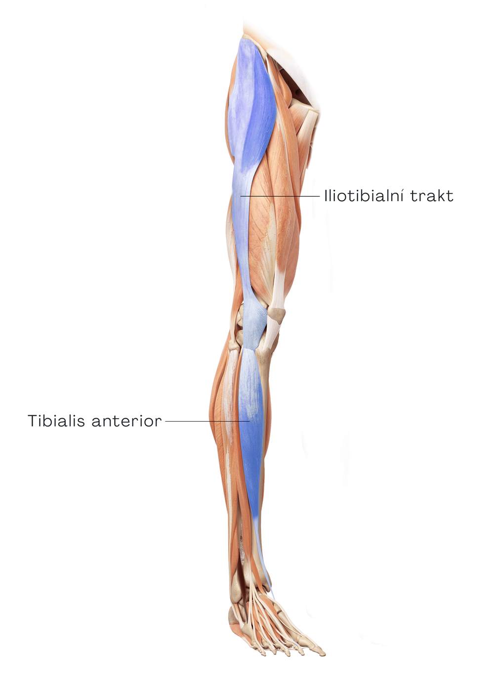 Iliotibiální trakt a tibialis anterior ve spirální linii