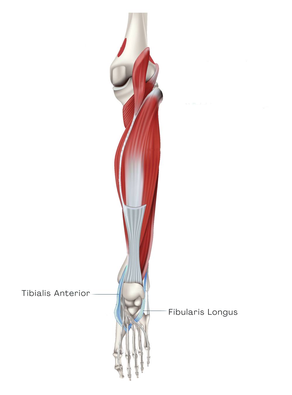 Třmen chodidla: tibialis anterior a fibularis longus ve spirální linii