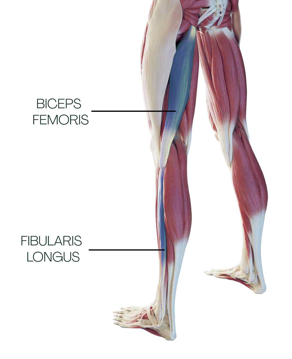 Biceps femoris a fibularis longus v zadní části spirální linie