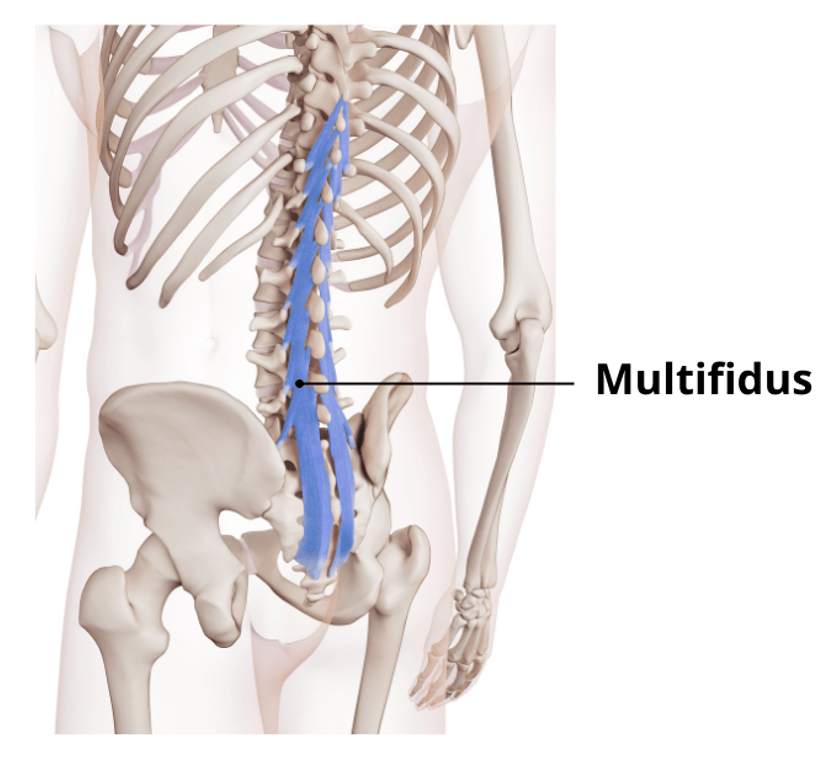 Hluboký zádový sval multifidus podél bederní páteře