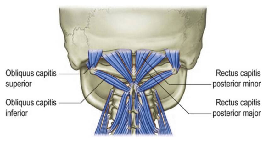 Subokcipitální svaly pod lebkou: obliquus capitis superior a inferior, rectus capitis posterior major a minor