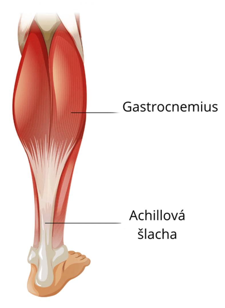 Lýtko se zvýrazněným gastrocnemiem a Achillovou šlachou