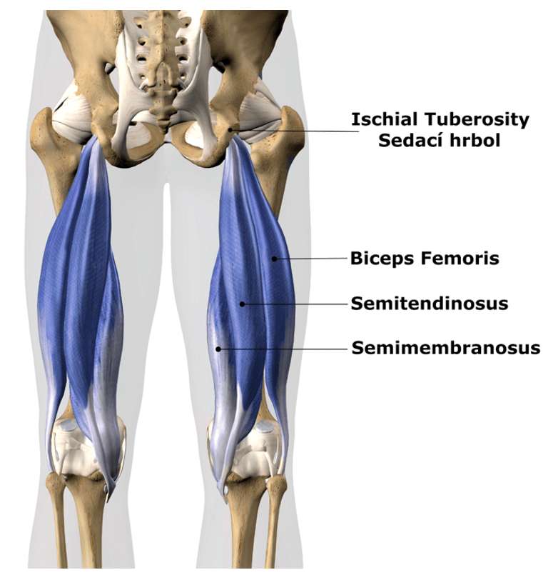 Zadní strana stehen: biceps femoris, semitendinosus a semimembranosus
