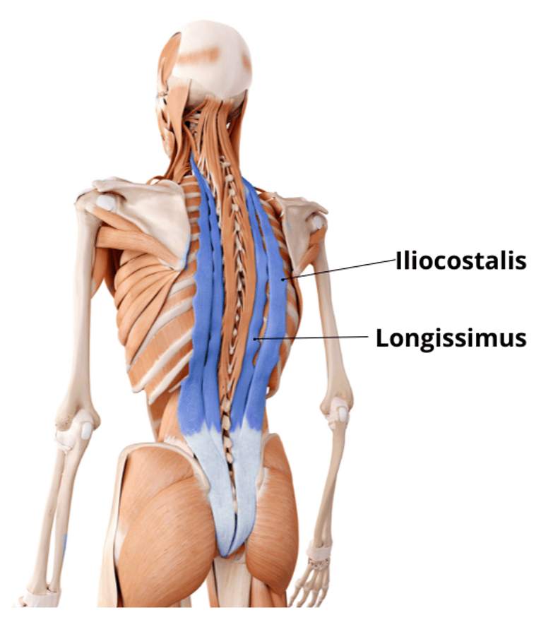 Zádové svaly iliocostalis a longissimus