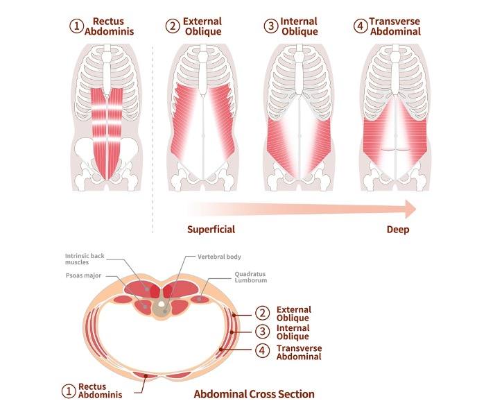 Vrstvy břišní stěny: rectus abdominis, zevní a vnitřní šikmý a příčný břišní sval