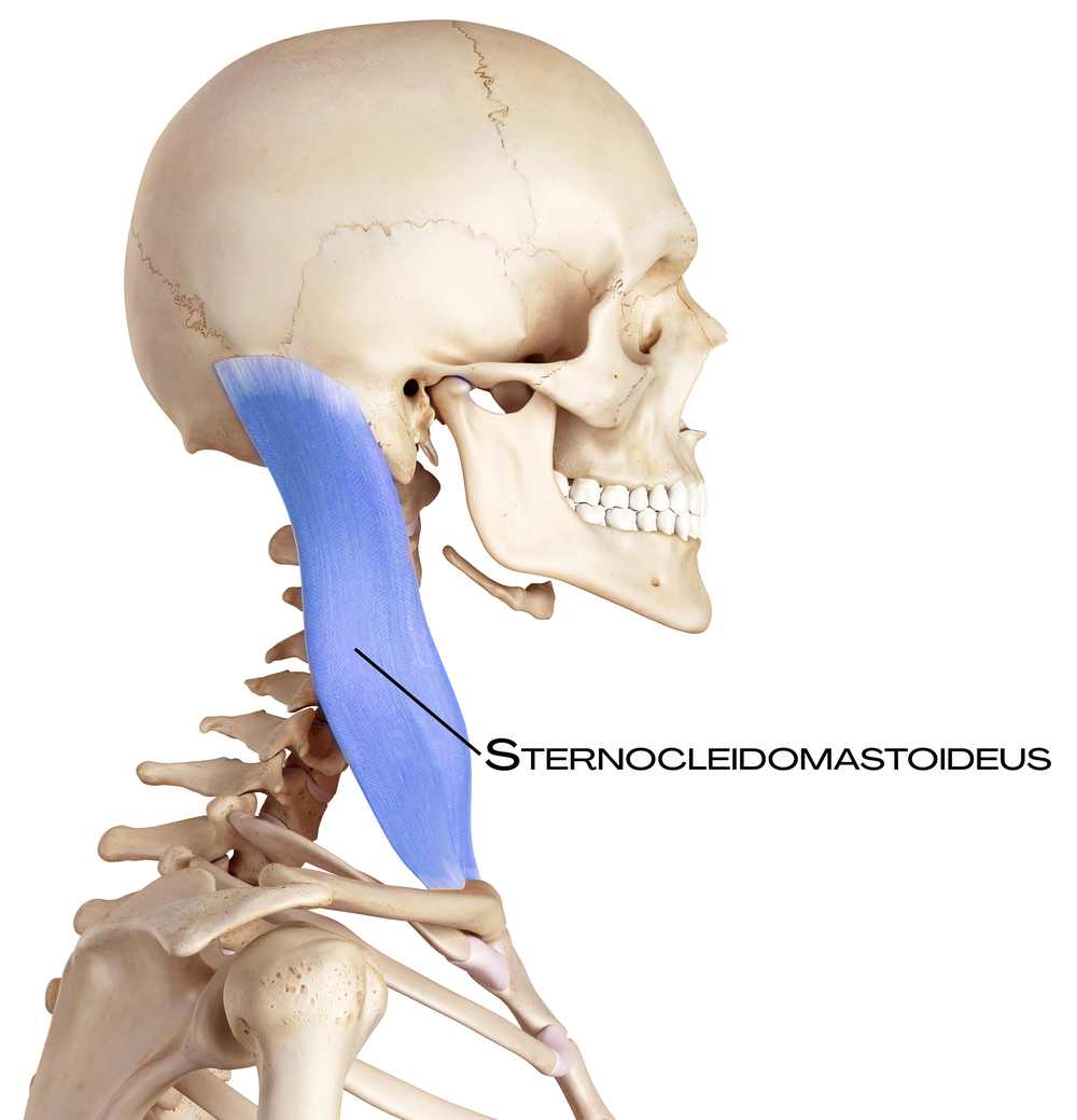Sternocleidomastoideus, hlavní sval přední strany krku