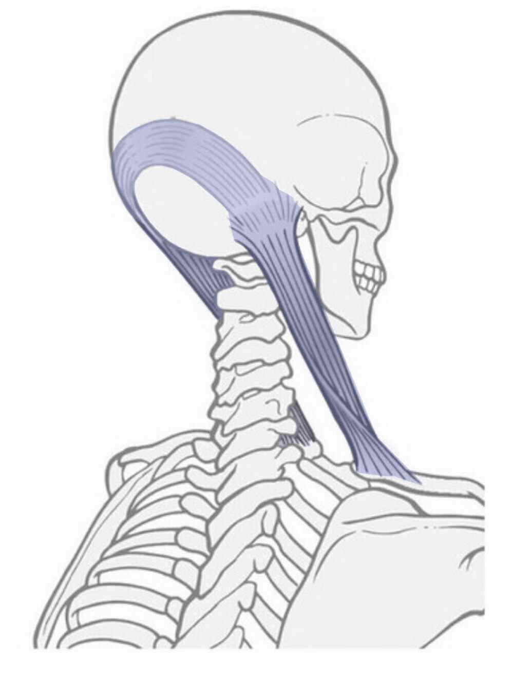 Úpon sternocleidomastoideu na lebce