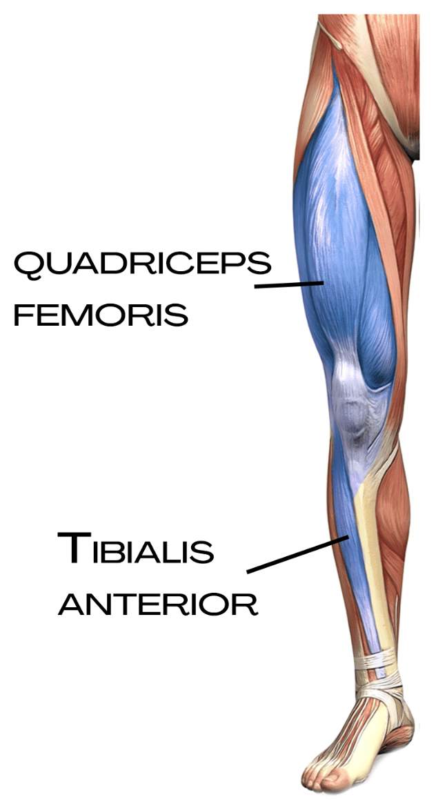 Quadriceps femoris a tibialis anterior na přední straně nohy