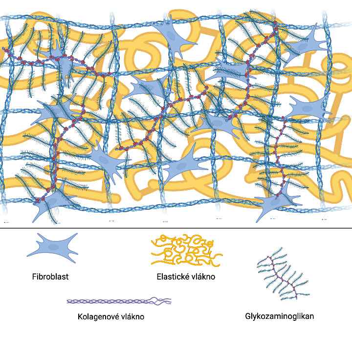 Schéma mezibuněčné hmoty: fibroblast, elastické vlákno, kolagenové vlákno a glykosaminoglykan