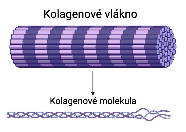 Schéma kolagenového vlákna a kolagenové molekuly