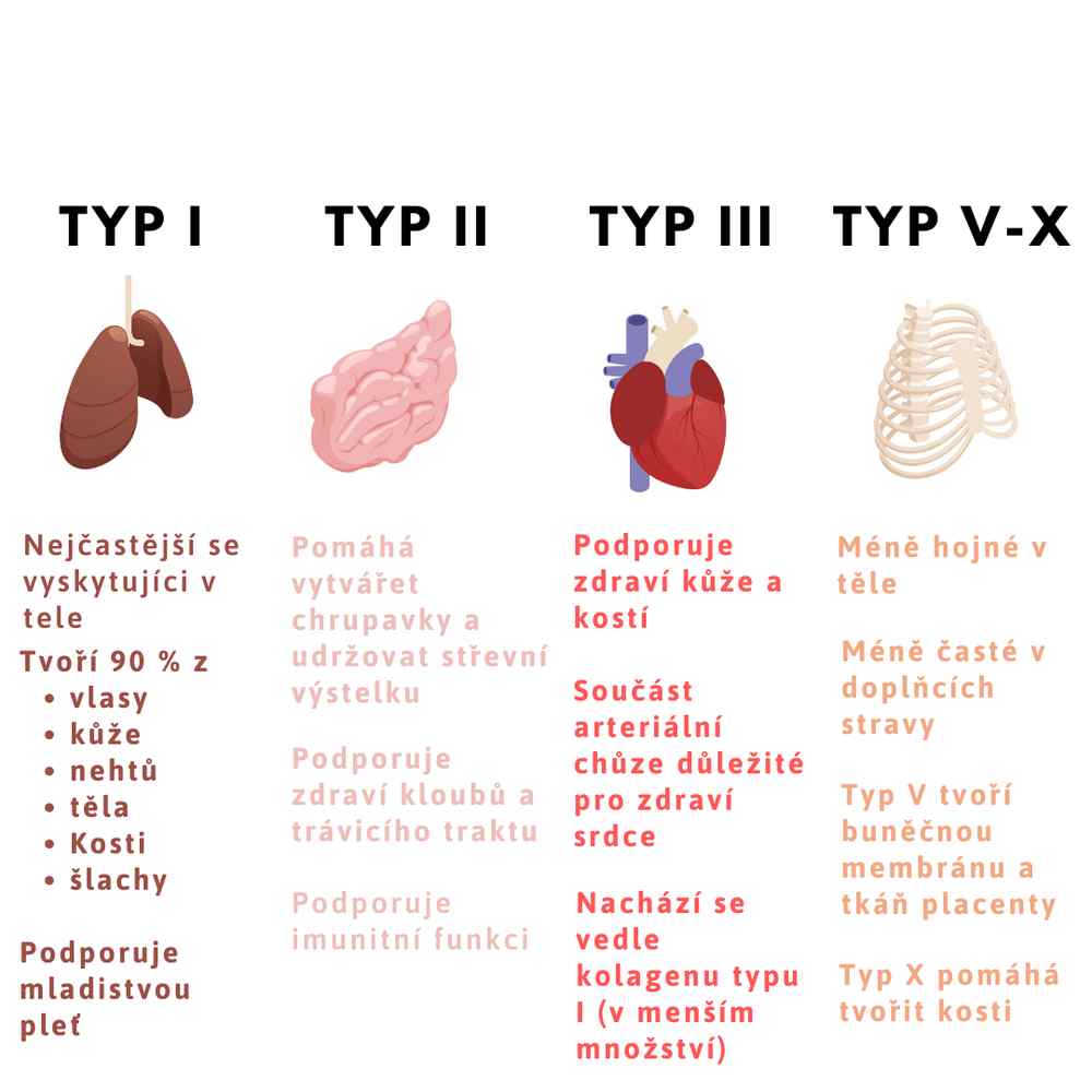 Přehled typů kolagenu I, II, III a V,X a orgánů, ve kterých se vyskytují