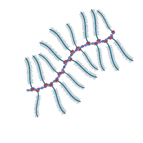 Stavba glykosaminoglykanu